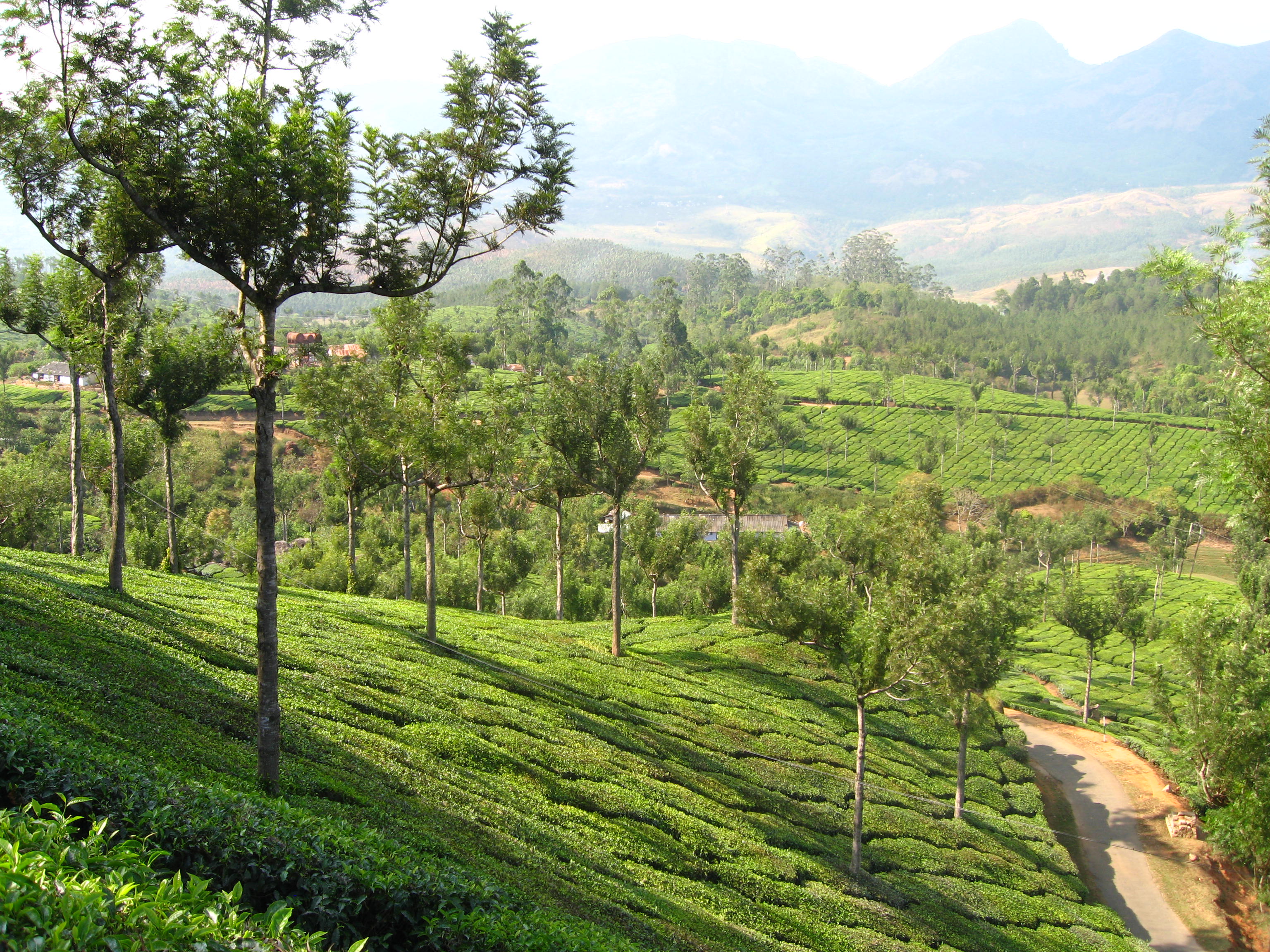 Munnar